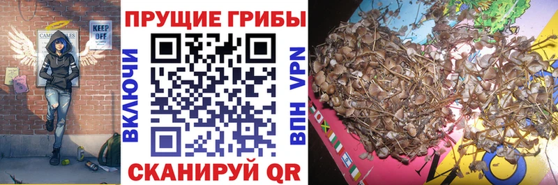Псилоцибиновые грибы GOLDEN TEACHER  Благовещенск 
